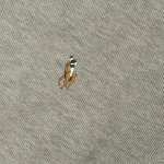 Polo Ralph Lauren SS23 Logo